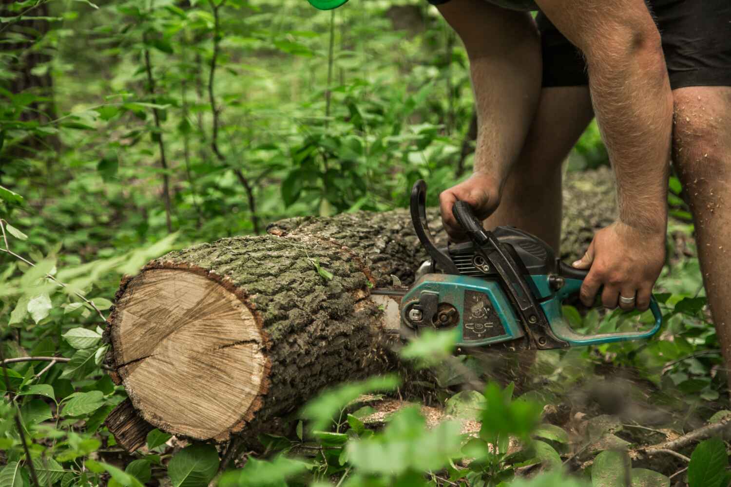 Best Professional Tree Care  in Lochbuie, CO